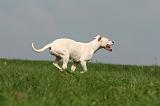 DOGUE ARGENTIN 387